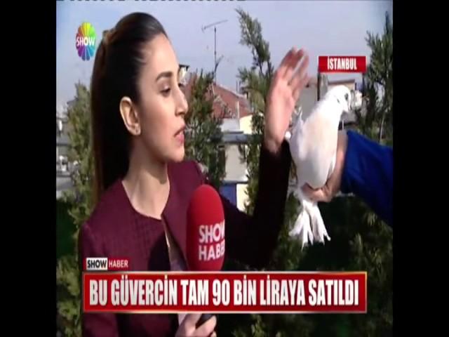 Bu güvercin tam 90 Bin Liraya satıldı