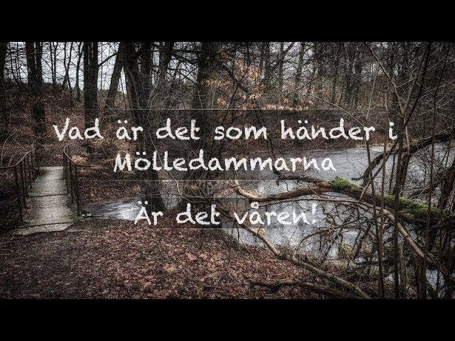 Mölledammarna - Underbar natur i vårsolen.