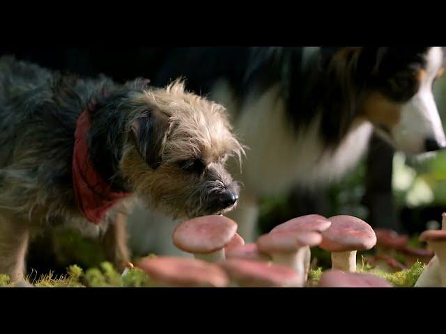 Mushroom scene | STRAYS