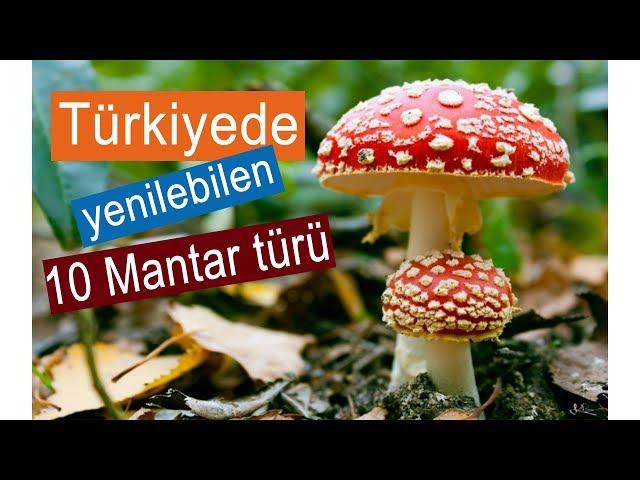 Türkiyede Yenilebilen 10 Mantar Türü