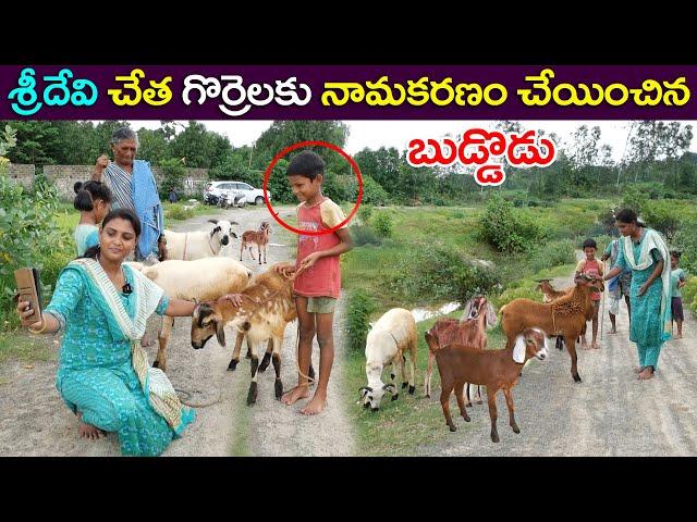 గొర్రె పిల్లలకు పేర్లు పెట్టిన శ్రీదేవి || Anchor Sridevi || Helping Sridevi || Sun8 TV