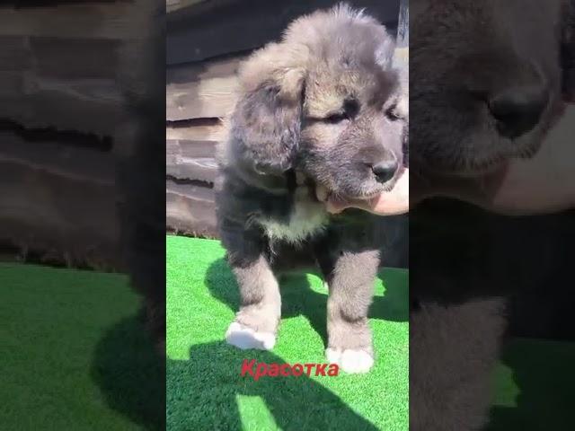 щенок кавказской овчарки женского пола. СВОБОДНА.