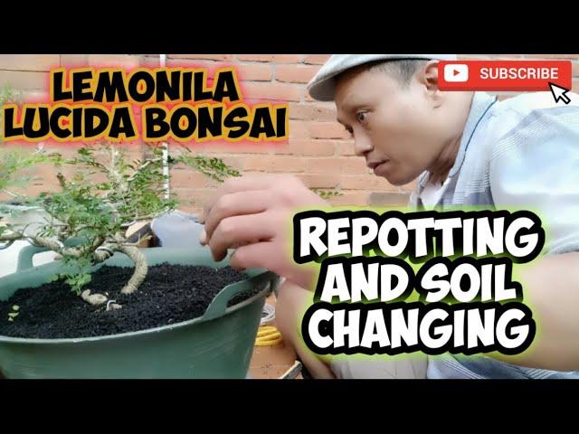 Repotting and Soil Changing Process for Kawista Bonsai@jamzserbabi