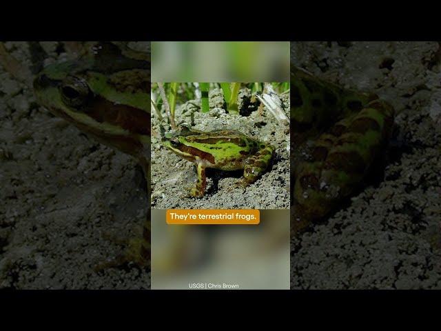Why Is This L.A. Neighborhood Called 'Frogtown'? | SoCal Wanderer | PBS SoCal