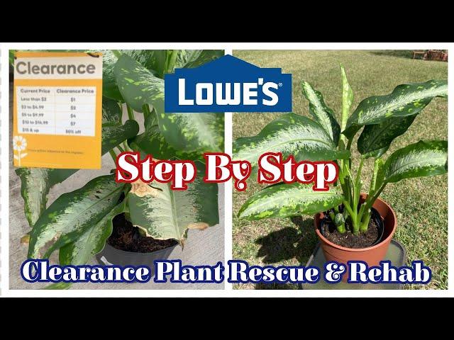 Lowe's Clearance Plant Rescue & Rehab || Step by Step