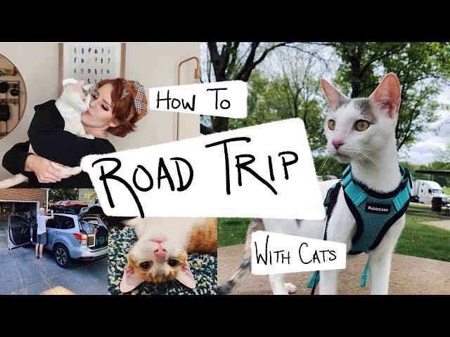 Everything You Need For ROAD TRIPPING With Your Cats! - (Cat Travel tips)