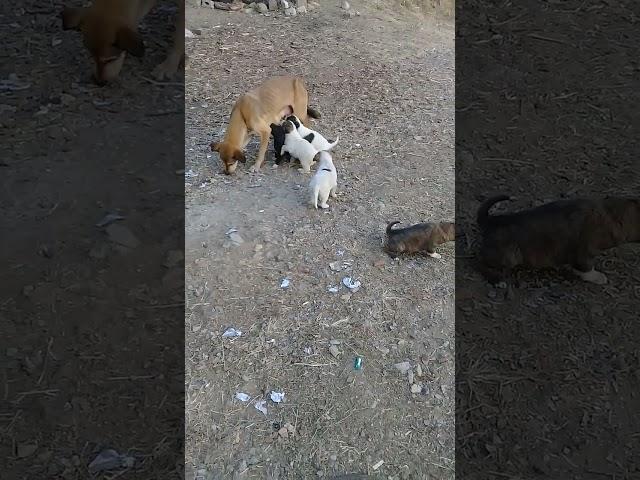 New Born Stray puppies started walking | Mountain Village | Winters | Nature Buddies #youtubeshorts