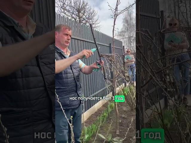 Не загубите смородину обрезкой! Правильная обрезка смородины весной: какие ветки обрезать.