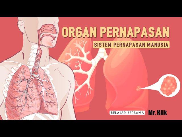 SISTEM PERNAPASAN MANUSIA | ORGAN PERNAPASAN