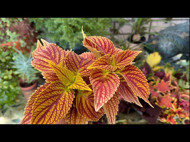 Как вырастить Колеус из черенка / Посылка от селекционера / Garden Coleus