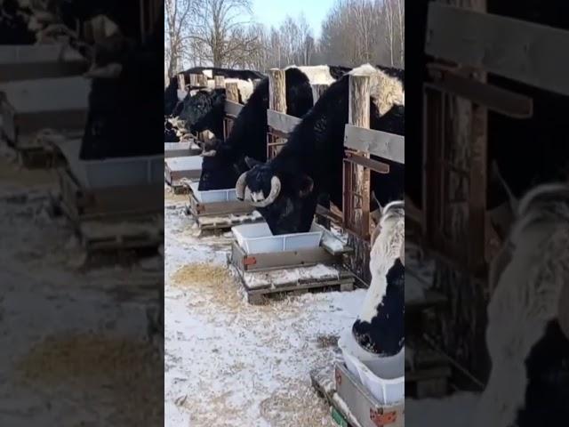 Забота о быках и коровах. На этой ферме не убивают животных.  #любовькживотным #bulls #cows #ферма