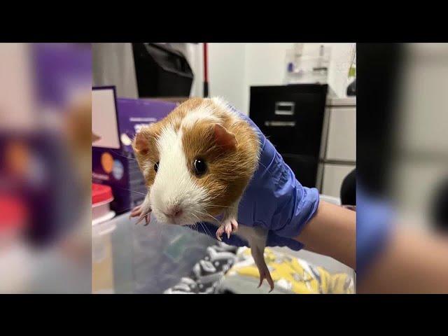 Guinea pigs looking for forever homes