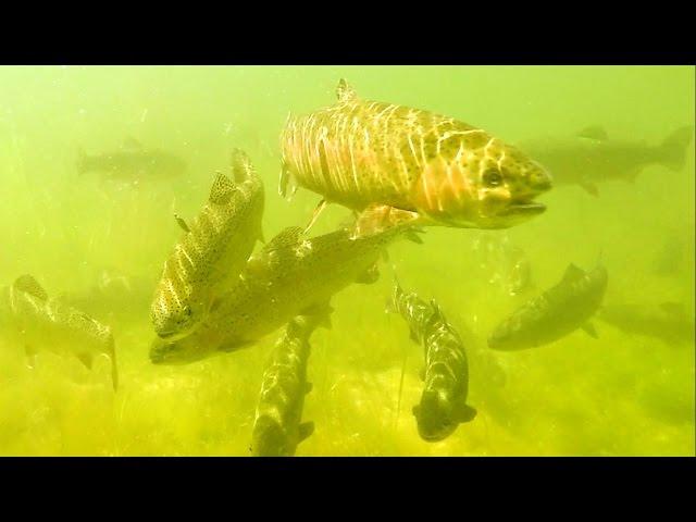 Fishing: trout attack lures / micro - spoons underwater. Форель атакует микро-колебалки.