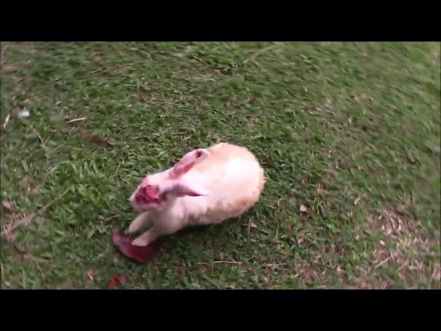 Saving a rabbit from being eaten by a mongoose