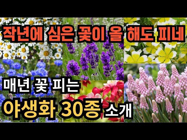 봄에 꽃 피는 야생화, 번식이 잘 돼서 매년 꽃을 볼 수 있는 야생화 30종을 소개해 드립니다.