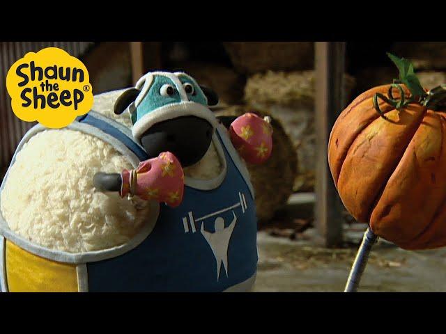 Shaun the Sheep  Shirely Gets in Shape ‍️ Full Episodes Compilation [1 hour]