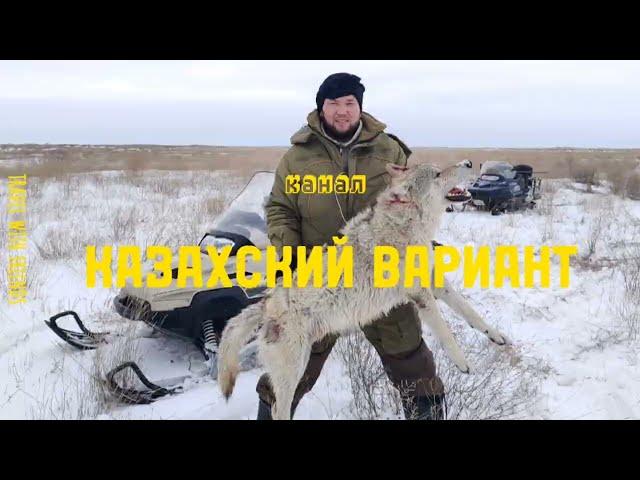 охота на Волка в Казахстане 2023.#охотанаволков#wolfhunting