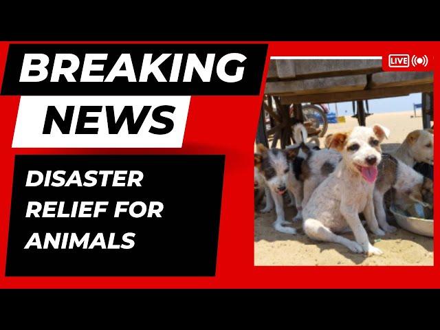 Disaster relief for animals 1