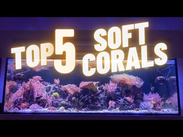 The TOP 5 Soft Corals Beautiful and Easy for First Time Reef Hobbyist.