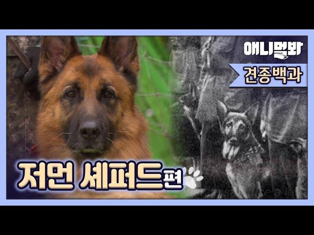 Story Of German Shepherd Who Had To Be A Weapon, Not A Dog