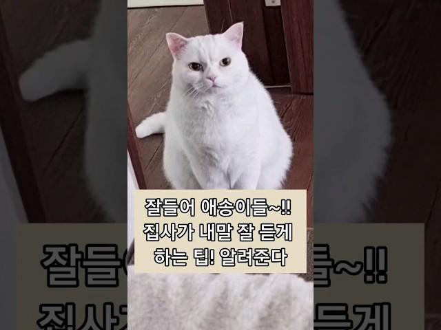 집사는 호구 맞다 그쟈? #고양이#catshorts