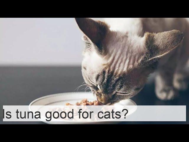 Is tuna good for cats?