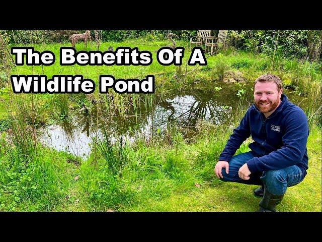 Why You Need A WILDLIFE POND In Your GARDEN