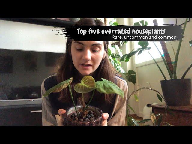 Five overrated houseplants, in my opinion