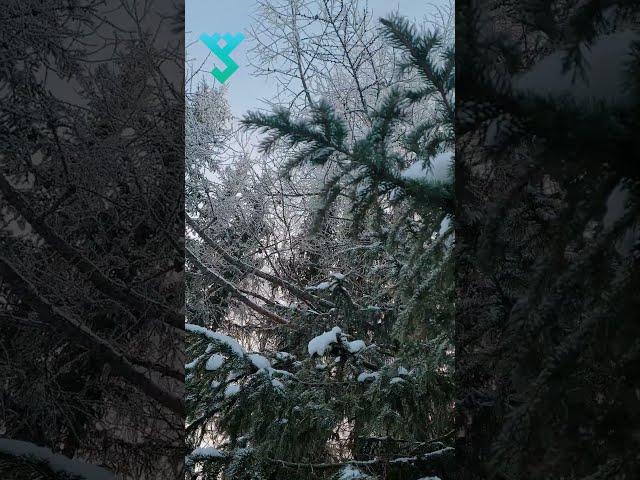 Морозное утро Приуралья