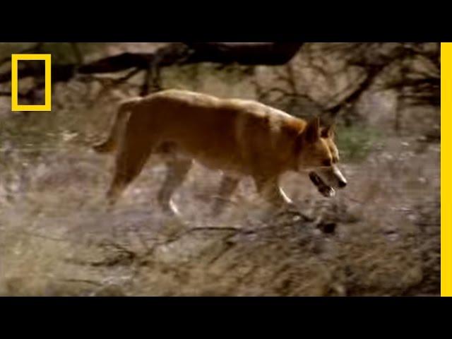 Kangaroo vs Dingo | National Geographic