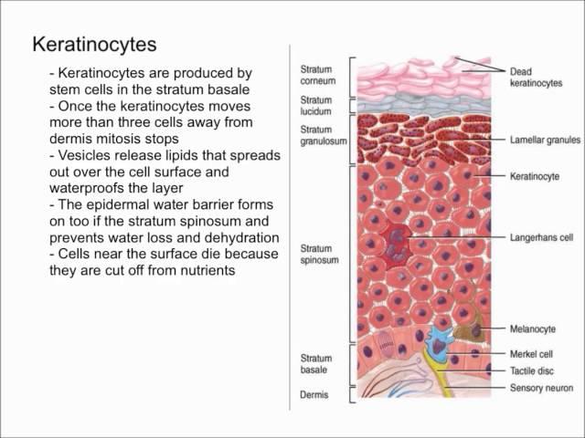 Keratinocytes