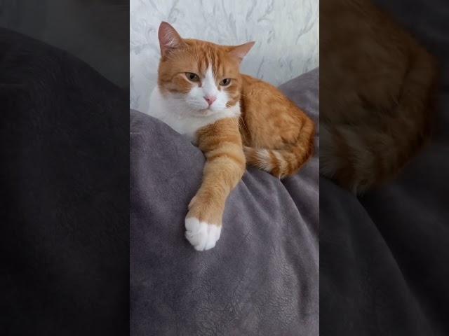 #милота #смешные #длявас #cat #гриша