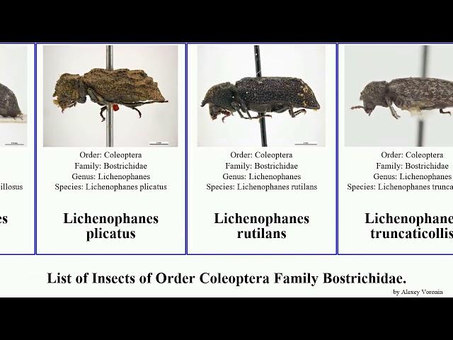 Insects of Order Coleoptera Family Bostrichidae sinoxylon lyctus lichenophanes beetle trogoxylon