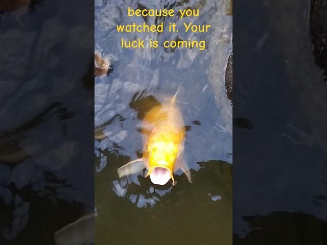 THE GOLD FISH ON POND #japan #japanexplorer #gold #goldfish #shorts #new #satisfying #amazing