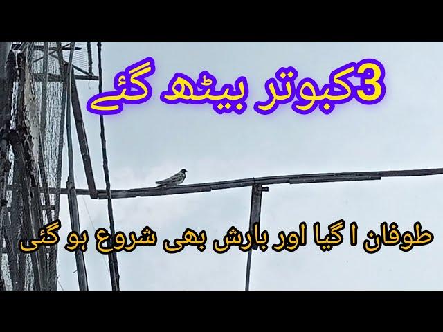 3 kabootar bath gai||TALHA PEGION CLUB