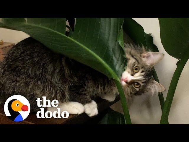 Cat Brothers Love Tormenting Their Dad | The Dodo Cat Crazy