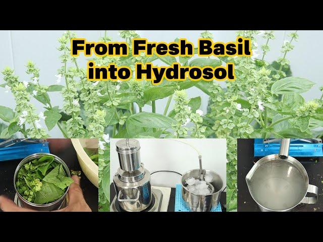 Make Basil Hydrosol with Fresh Basil. How to Make Hydrosol with KD5 Hydrosol Maker.