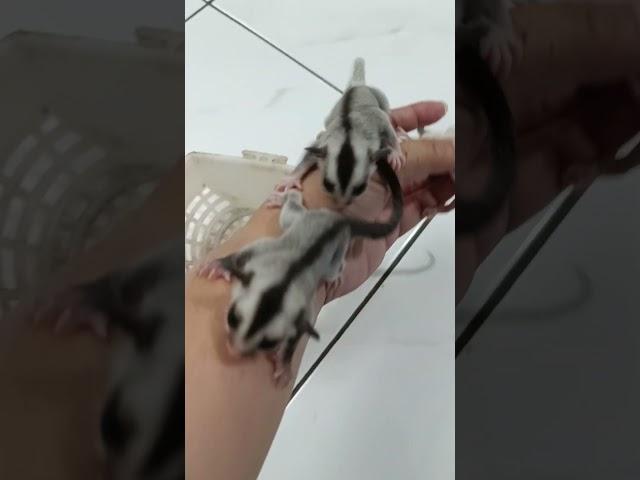 Sugar Gliders