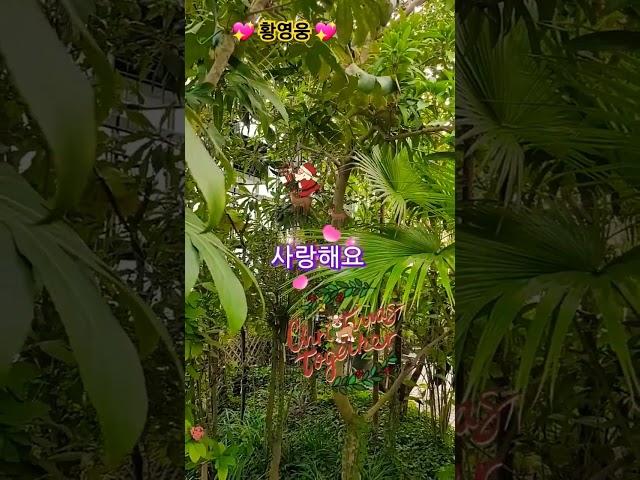 황영웅️영원한 내사랑 #루돌프 #함께해요 #명품보이스 #불타는 트로맨