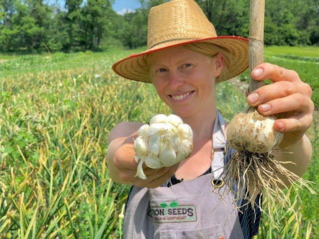 When to Harvest Garlic