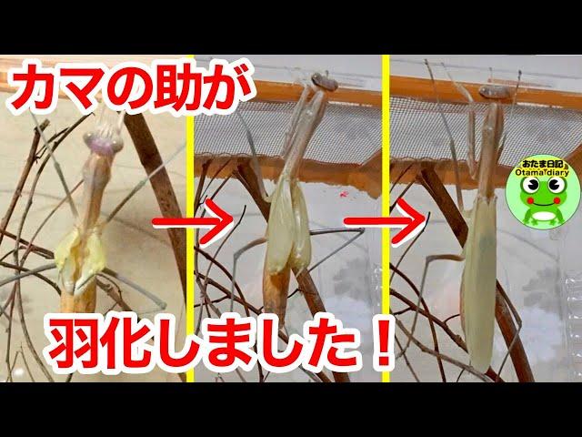 カマキリ日記#96 カマキリの羽化！一部始終！大雨の庭でもあの子が来たよ。カマの助・・重大発表！【おたま日記】