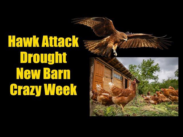 Hawk Attacking Chickens Fall Drought New Barn