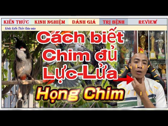 Dấu Hiệu Chim Chào mào Đủ Lực và Lửa để đi Thi giải là gì???