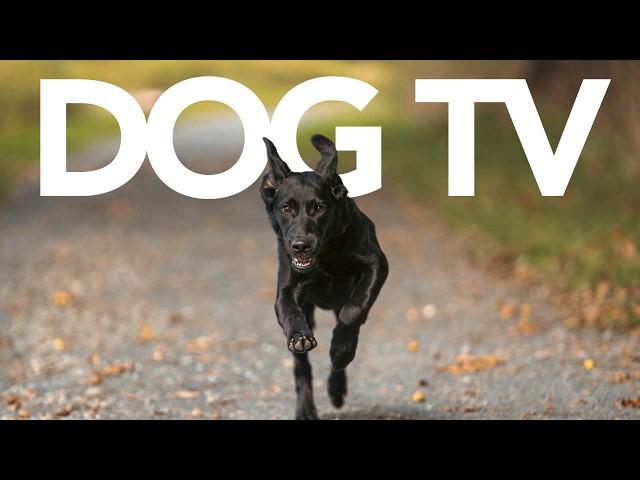 HIGHLY Interactive Video For Dogs | 20 Hours | Petflix Dog TV