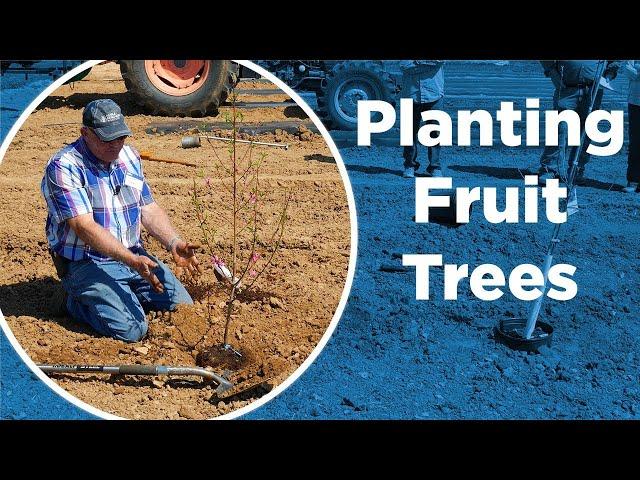 How Do I Plant Fruit Trees? - DIY Series - Planting New Peach, Apple and Pecan Trees and Pruning