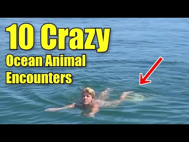 10 CRAZY OCEAN ANIMAL ATTACKS AND ENCOUNTERS! (Funny and Scary)