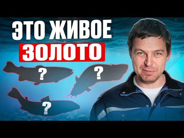3 САМЫЕ ПРИБЫЛЬНЫЕ рыбы в 2025 для разведения в УЗВ без головняка / Рыбоводы дуреют с этих плавучих