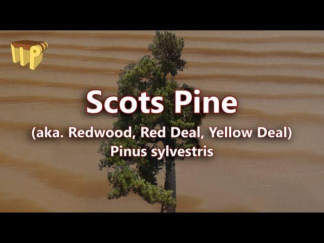 Scots Pine (pinus sylvestris) - Mitch's World of Woods