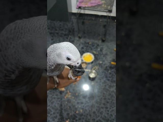 The broom stick has to be inspected  #parrotlife #birds #talkingparot #nonstoptalkingparrot #parrot