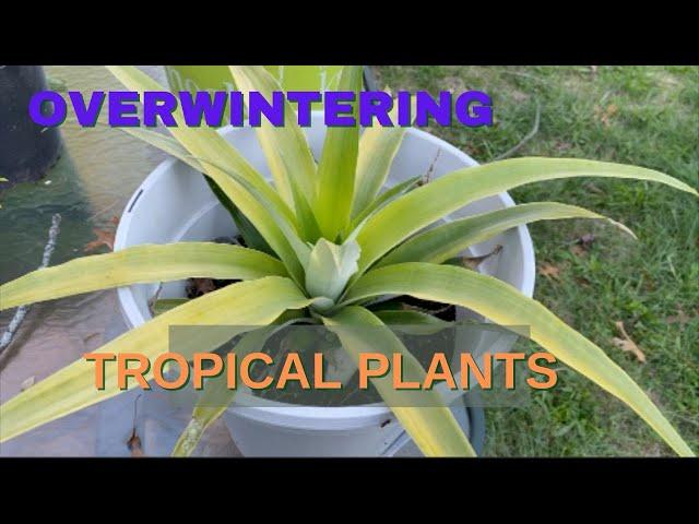 Overwintering Tropical Plants II Bringing Plants Indoors for Winter II Jersey Gardening